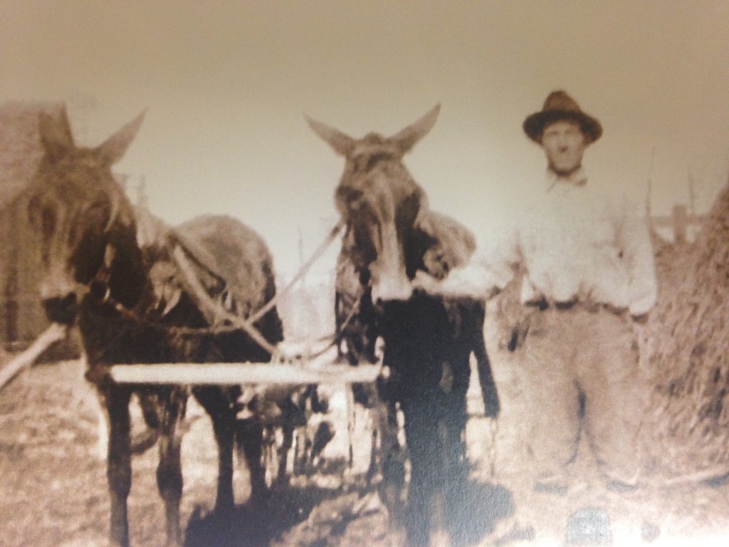 Sepia photo of a man with 2 horses